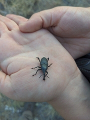 Cactophagus spinolae validus