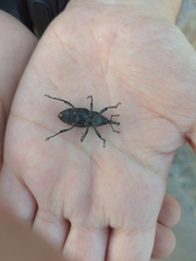 Cactophagus spinolae validus