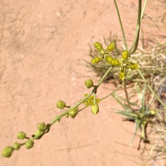 Frasera paniculata