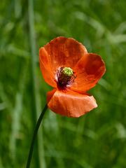 Papaver dubium