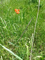 Papaver dubium