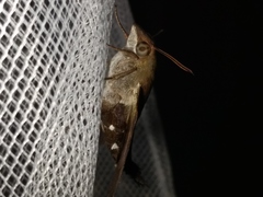 Macroglossum micacea