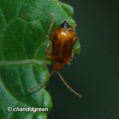 Haplosomoides annamita