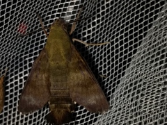 Macroglossum micacea