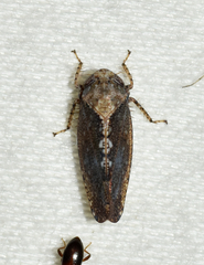 Excultanus excultus