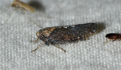 Excultanus excultus