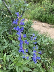 Penstemon cyananthus