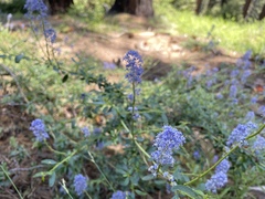 Ceanothus parvifolius