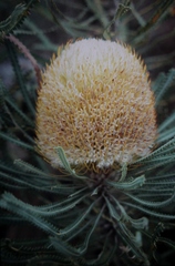 Banksia hookeriana