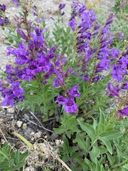 Penstemon platyphyllus