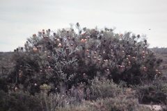 Banksia hookeriana