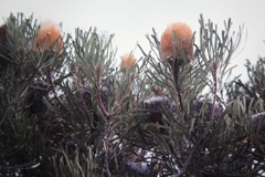 Banksia hookeriana