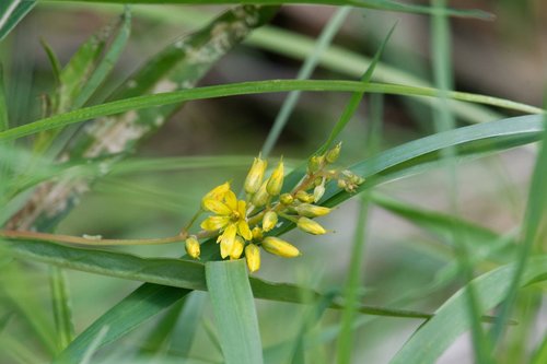 Lysimachia X commixta