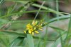 Lysimachia × commixta - Photo (c) hobiecat, some rights reserved (CC BY-NC), uploaded by hobiecat