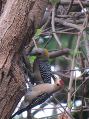 Melanerpes aurifrons