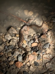 Nerodia erythrogaster