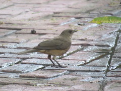 Turdus grayi