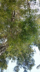 Melaleuca quinquenervia