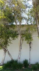 Melaleuca quinquenervia