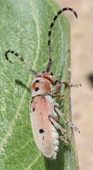 Tetraopes annulatus