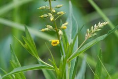 Lysimachia × commixta