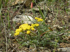 Lomatium cous