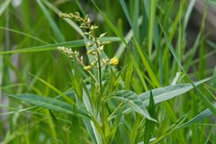 Lysimachia × commixta