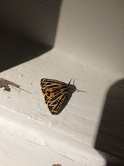 Apantesis virguncula