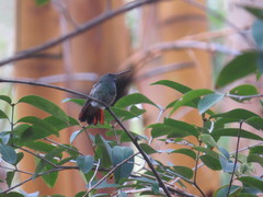 Saucerottia beryllina