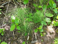 Equisetum pratense image