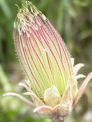 Geum triflorum