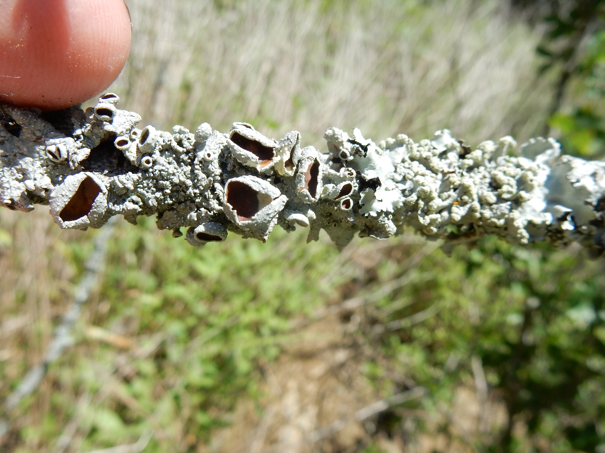 Punctelia bolliana image