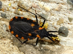 Triatoma longipennis