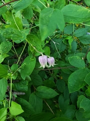 Clematis flaccida