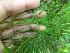 Equisetum pratense