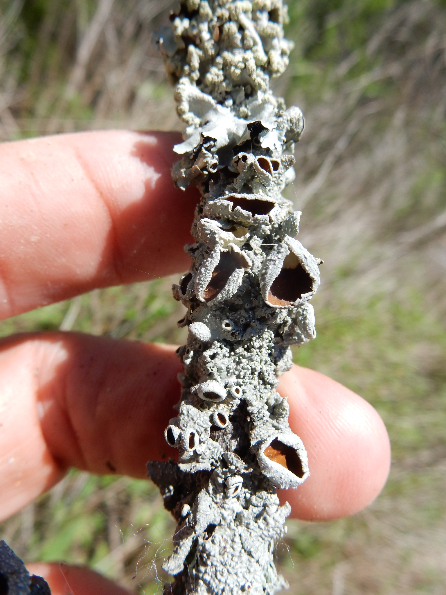 Punctelia bolliana image