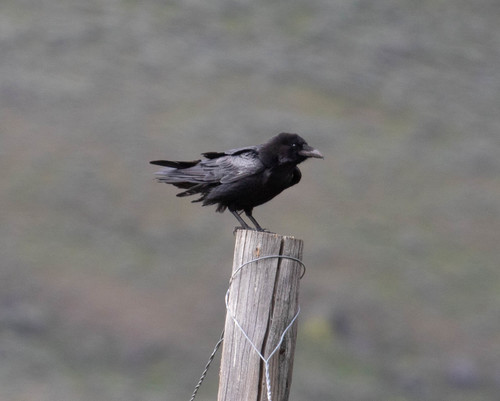 Common Raven photographed in Idaho