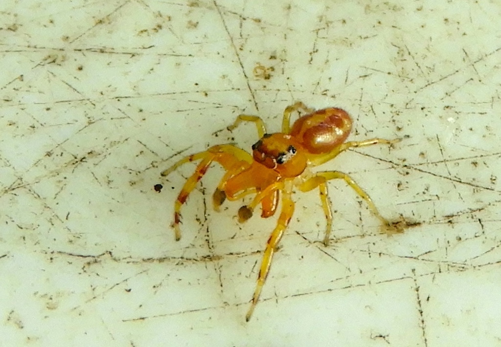 Gypogyna mexicana