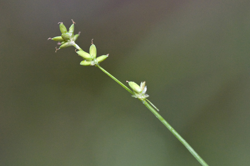 Carex loliacea L.