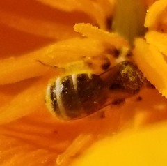 Halictus tripartitus