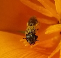 Halictus tripartitus