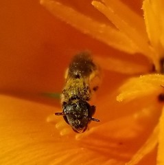 Halictus tripartitus