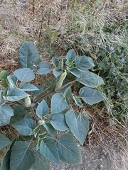 Datura