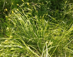 Carex squarrosa