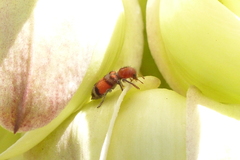 Enoclerus coccineus