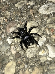 Sphodros niger
