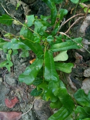 Passiflora bilobata