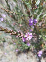 Lythrum californicum