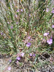 Lythrum californicum