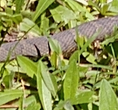 Nerodia sipedon
